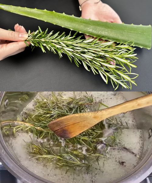 Aloe Vera and Rosemary Remove All Toxins from the Body! Destruction of Toxins and Fungi in Just Days